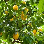 Alojamento de Acomodação e Pequeno-almoço Annapaola Lequile